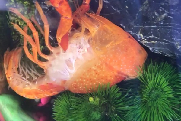 虾多久脱壳一次,不同品种的脱壳次数不同