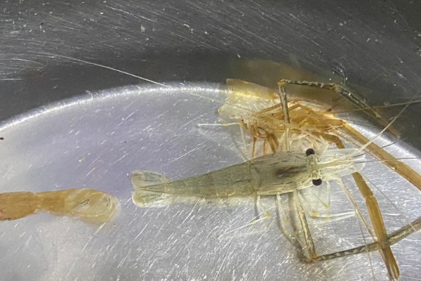 虾多久脱壳一次,不同品种的脱壳次数不同