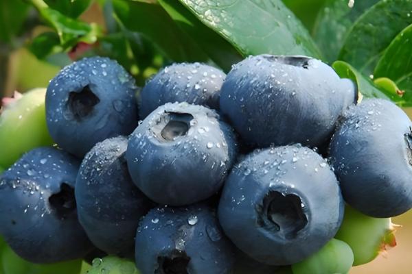 怎么洗蓝莓,可直接用清水冲洗