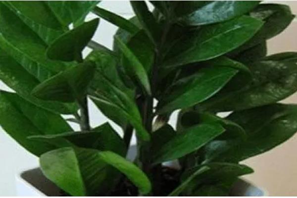 摇钱树叶子枯萎了如何补救，放置到光照充足的地方养护