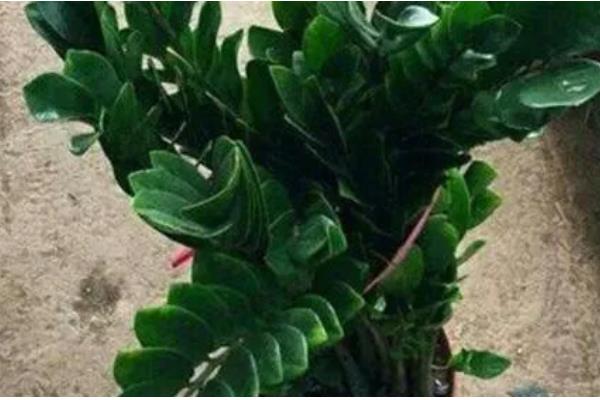 摇钱树叶子枯萎了如何补救，放置到光照充足的地方养护