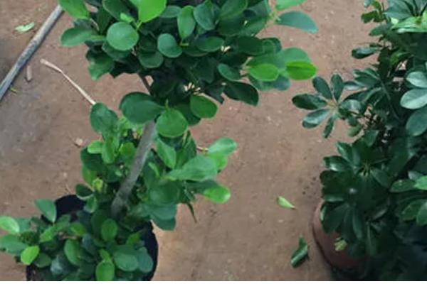 摇钱树叶子枯萎了如何补救，放置到光照充足的地方养护