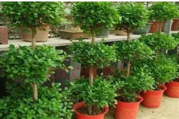 摇钱树叶子枯萎了如何补救，放置到光照充足的地方养护