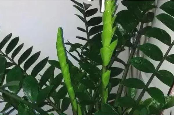 摇钱树叶子枯萎了如何补救，放置到光照充足的地方养护