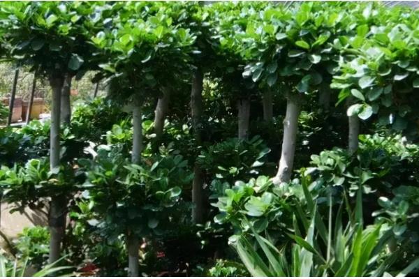 摇钱树叶子枯萎了如何补救，放置到光照充足的地方养护