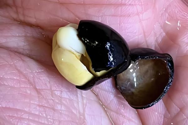 茶花种子破壳催芽方式，用锋利的刀具割伤发芽的部位