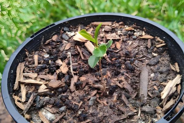 茶花种子破壳催芽方式，用锋利的刀具割伤发芽的部位