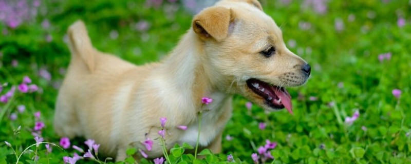 狗狗眼睛发炎有什么表现，常见眼中出现血丝、泪痕加重等症状