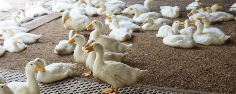 鸭子的寿命，最长能活50年