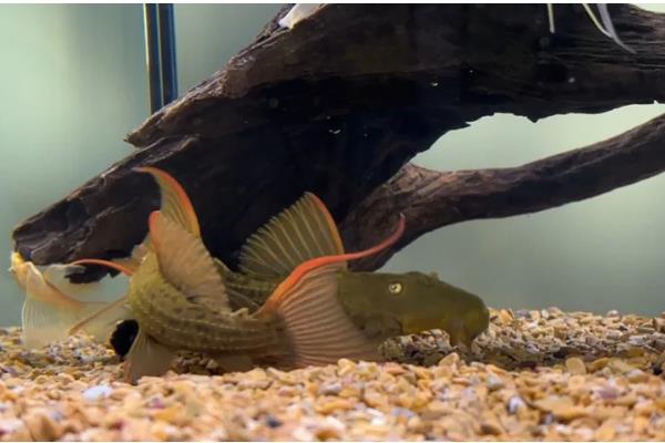 L24绿裳红剑尾的生长速度,有时3个月只能长2cm左右