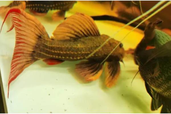 L24绿裳红剑尾的生长速度,有时3个月只能长2cm左右