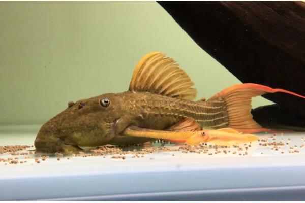 L24绿裳红剑尾的生长速度,有时3个月只能长2cm左右