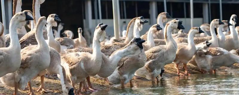 狮头鹅的特点是什么,体躯呈方形,头大、颈粗等