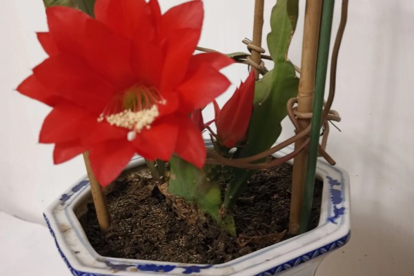 令箭荷花怎么长得快，要将其置于阳光充足的环境中养护