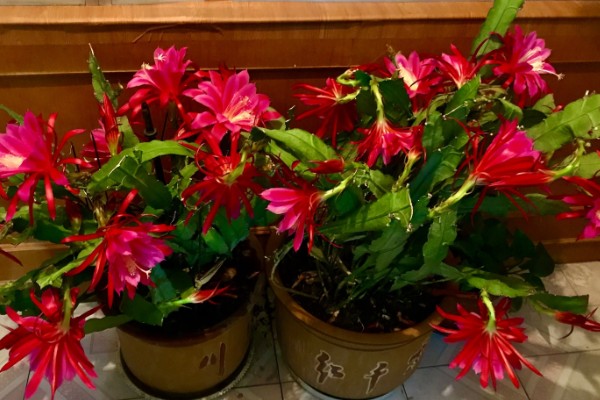 令箭荷花怎么长得快，要将其置于阳光充足的环境中养护