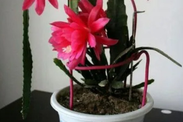 令箭荷花怎么长得快，要将其置于阳光充足的环境中养护