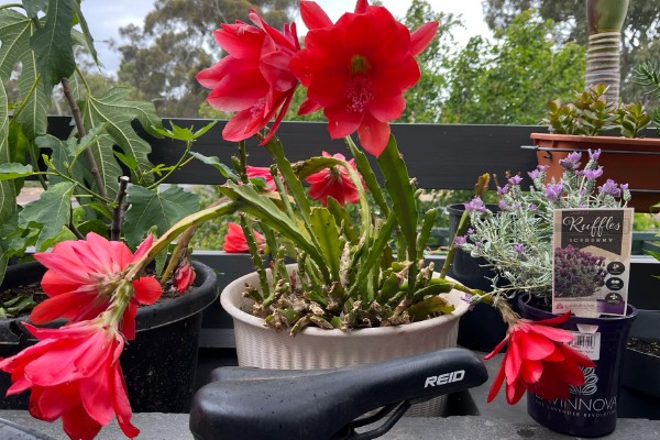 令箭荷花怎么长得快，要将其置于阳光充足的环境中养护