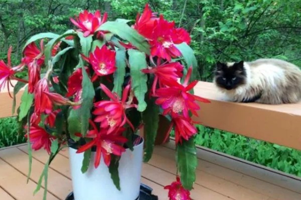 令箭荷花怎么长得快，要将其置于阳光充足的环境中养护