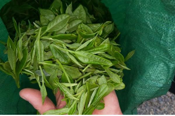 白牡丹茶与寿眉的区别,外形与香气均不同