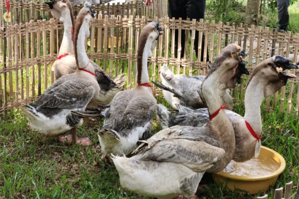 狮头鹅的特点是什么，体躯呈方形，头大、颈粗等