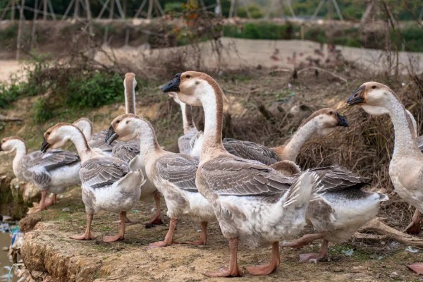 狮头鹅的特点是什么，体躯呈方形，头大、颈粗等