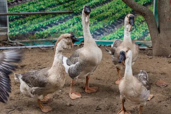 狮头鹅的特点是什么，体躯呈方形，头大、颈粗等