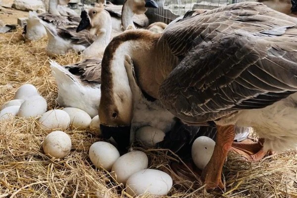 狮头鹅的特点是什么，体躯呈方形，头大、颈粗等