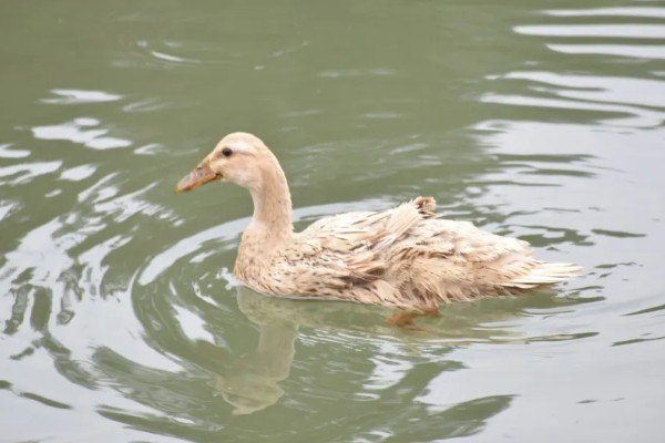 鸭子的寿命,最长能活50年
