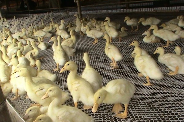 鸭子的寿命,最长能活50年