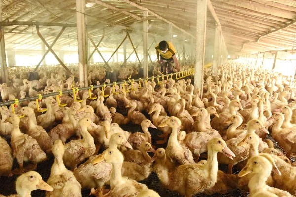 鸭子的寿命,最长能活50年