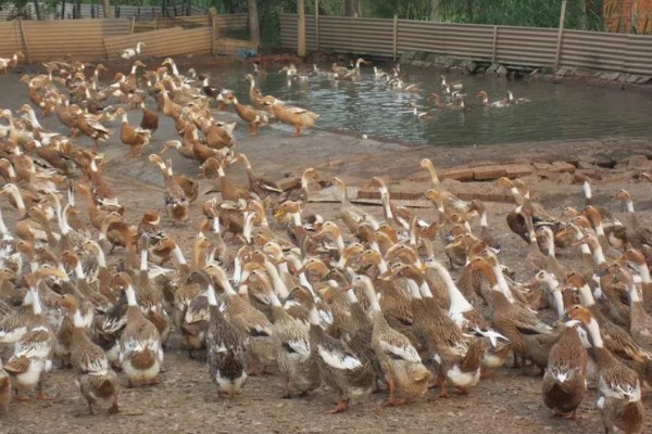 鸭子的寿命,最长能活50年