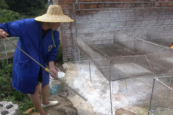 鸭子的寿命,最长能活50年