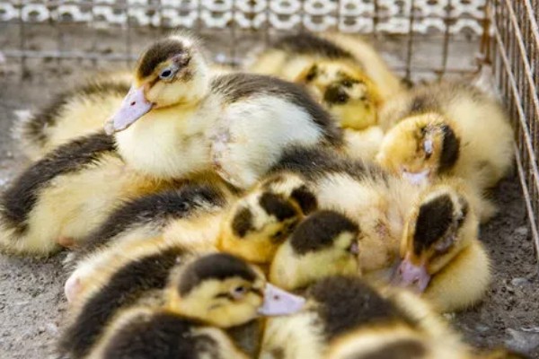 鸭子的寿命,最长能活50年