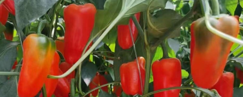 甜椒如何进行分段施肥，坐果前冲速藤或生物菌肥
