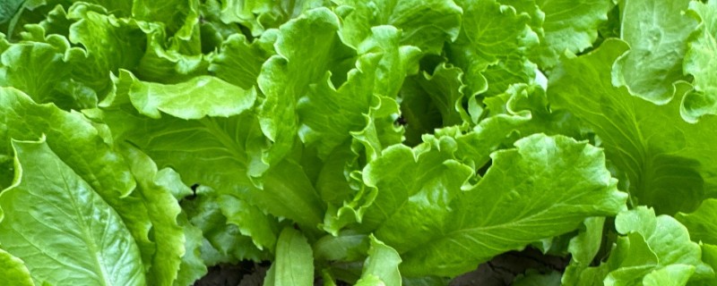 蔬菜药害的田间症状，表现为植株枯萎、叶片黄化等