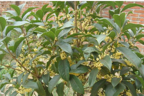 桂花树叶子干枯发黄怎么处理，需增加光照