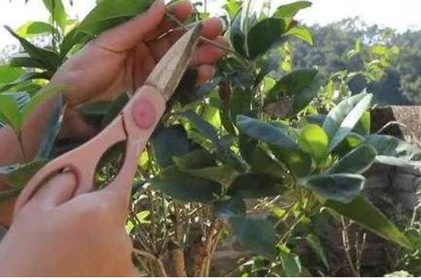 桂花树叶子干枯发黄怎么处理，需增加光照