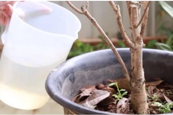 桂花树叶子干枯发黄怎么处理，需增加光照