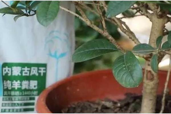桂花树叶子干枯发黄怎么处理，需增加光照