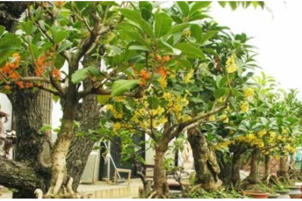 桂花树叶子干枯发黄怎么处理，需增加光照