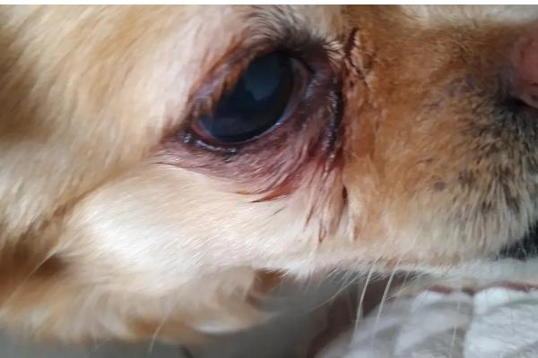 狗狗眼睛发炎有什么表现,常见眼中出现血丝、泪痕加重等症状