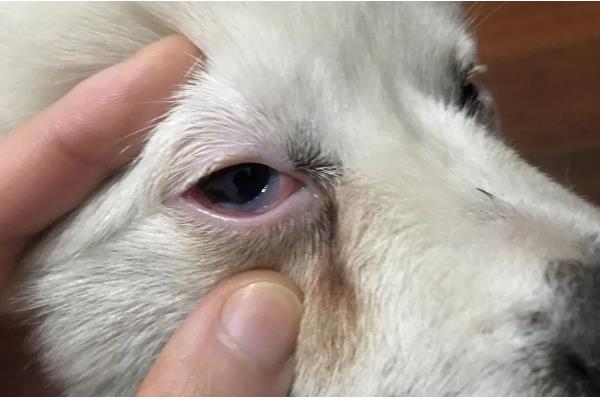 狗狗眼睛发炎有什么表现,常见眼中出现血丝、泪痕加重等症状