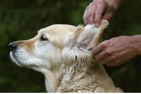 狗狗眼睛发炎有什么表现,常见眼中出现血丝、泪痕加重等症状