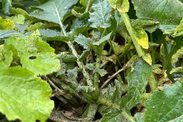 蔬菜药害的田间症状，表现为植株枯萎、叶片黄化等