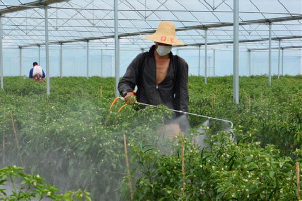 蔬菜药害的田间症状，表现为植株枯萎、叶片黄化等