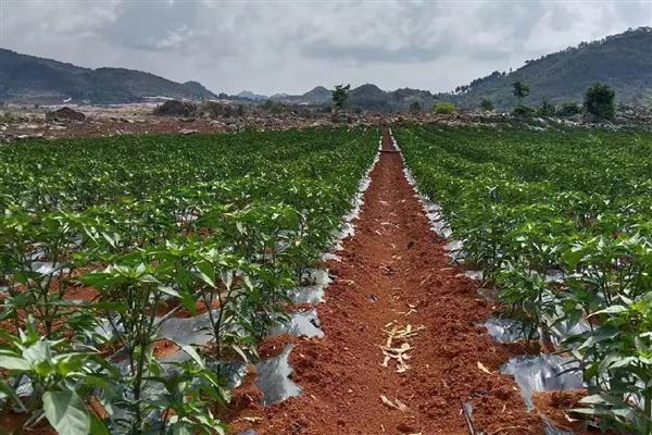 甜椒如何进行分段施肥,坐果前冲速藤或生物菌肥