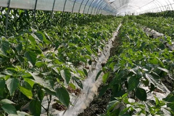甜椒如何进行分段施肥,坐果前冲速藤或生物菌肥