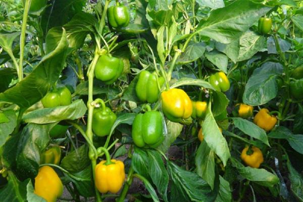 甜椒如何进行分段施肥,坐果前冲速藤或生物菌肥