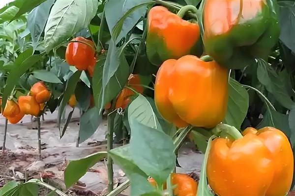 甜椒如何进行分段施肥,坐果前冲速藤或生物菌肥