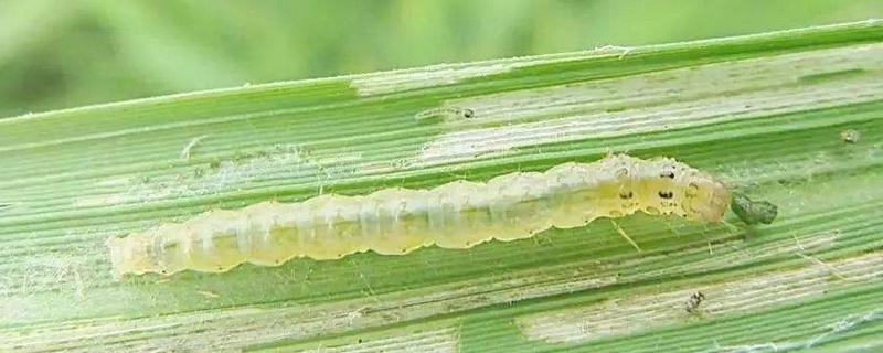 二化螟幼虫的龄期，一龄的头部、口器的颜色为黑色